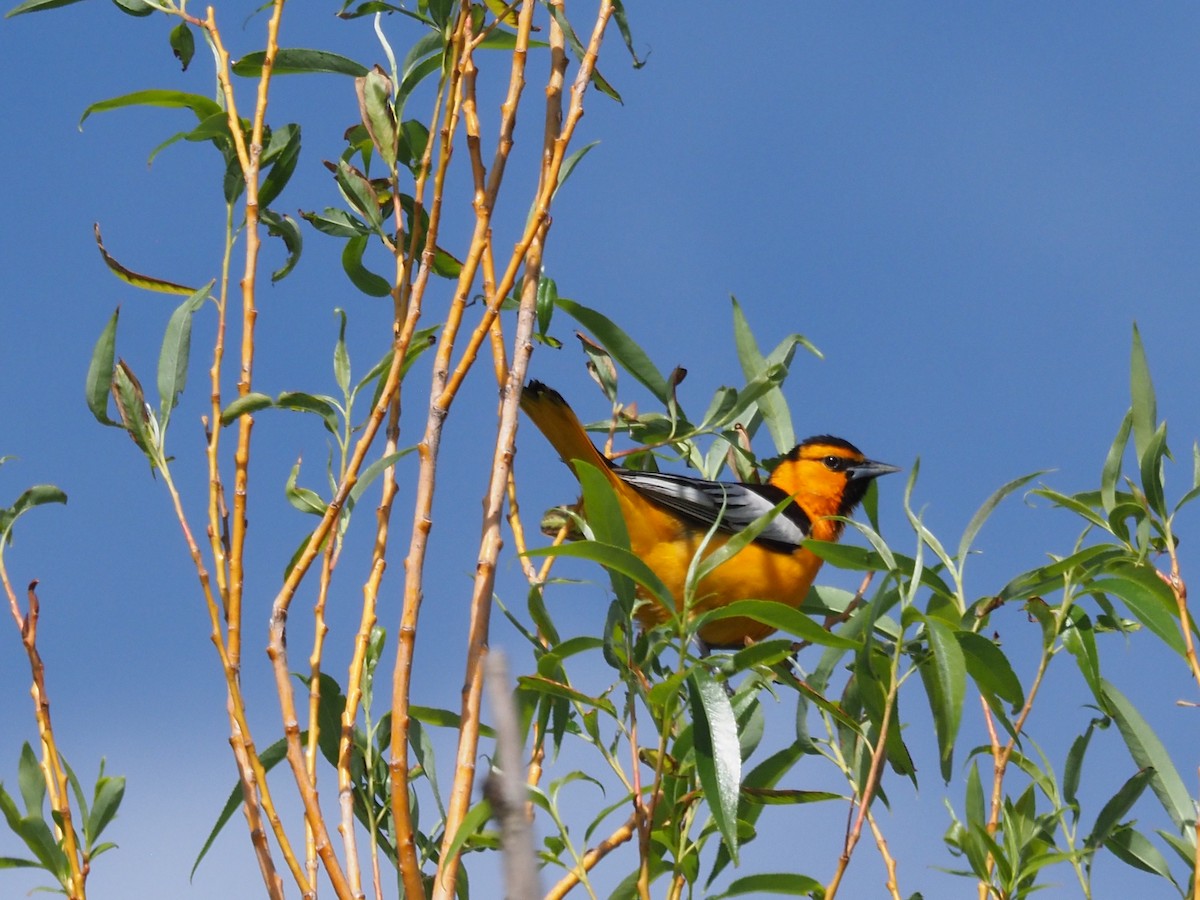 Bullock's Oriole - Bill Schreitz