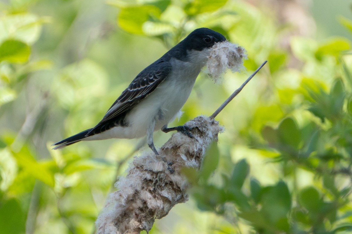 Eastern Kingbird - Vince Von