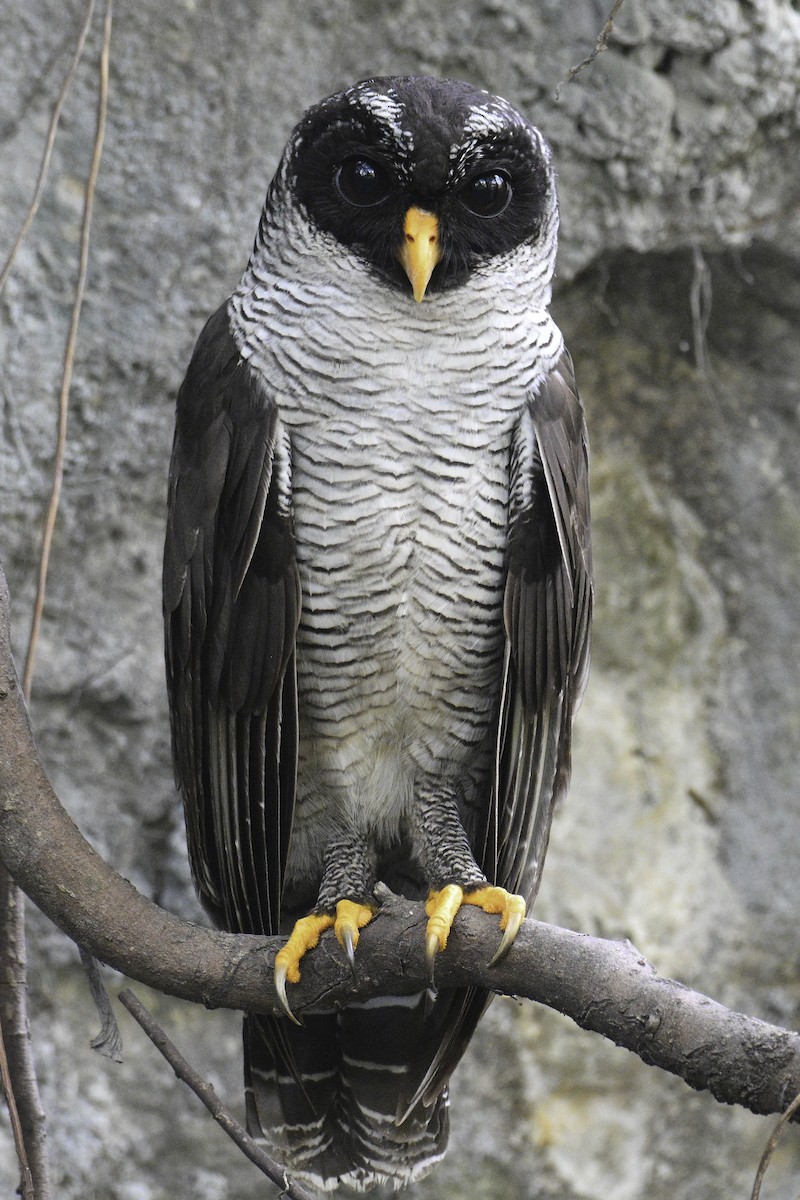 Black-and-white Owl - Carlos Echeverría