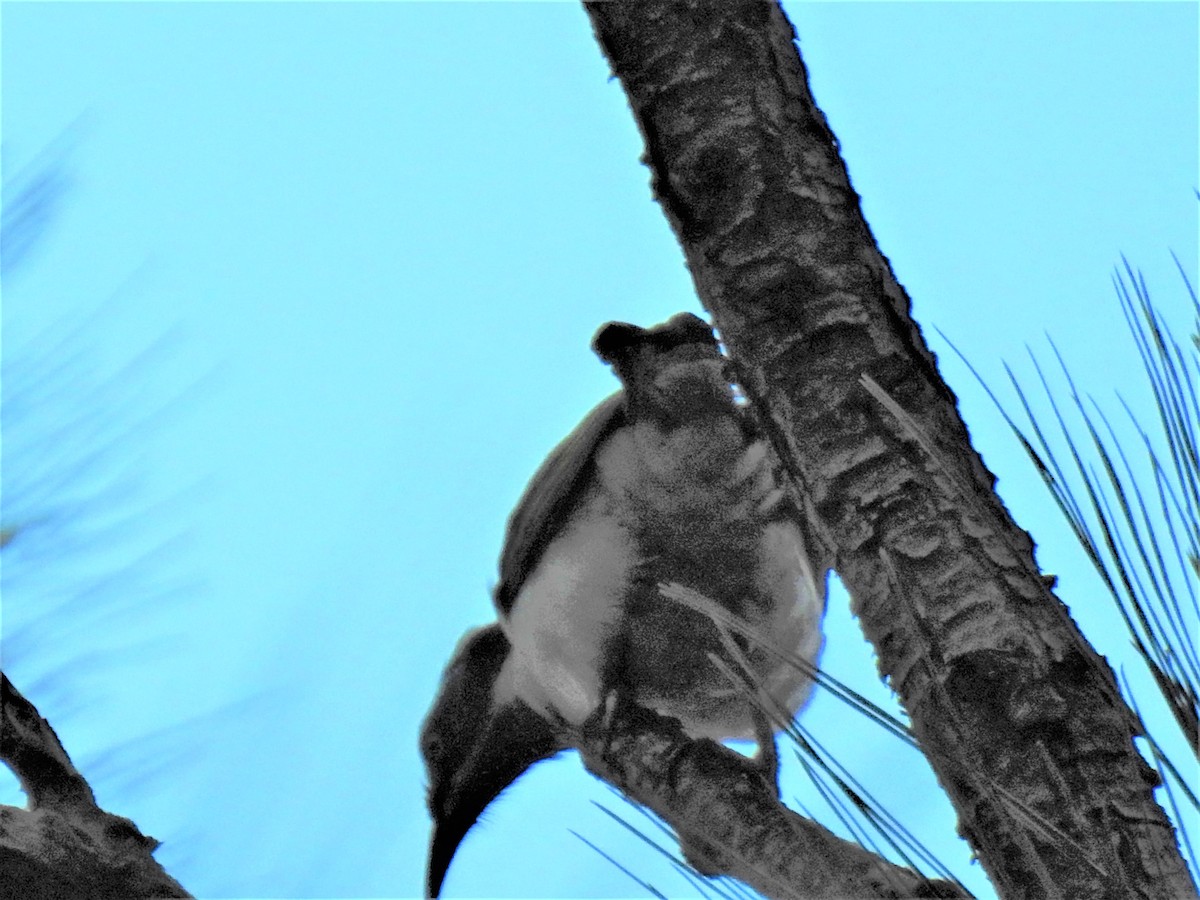 Blue-faced Honeyeater - Monica Mesch