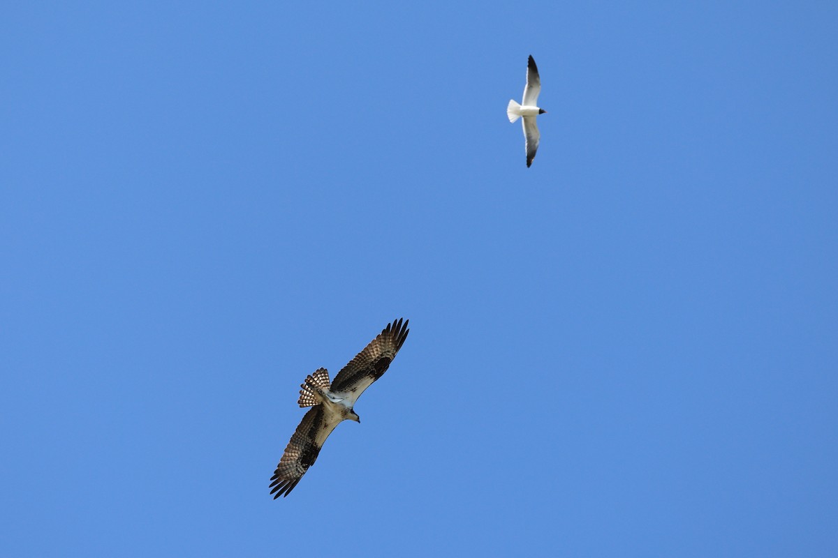 Osprey - Darcy Pinotti