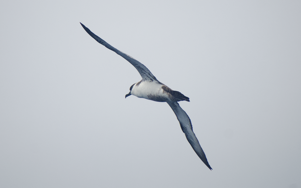 Great Shearwater - Andy McGeoch 🦆