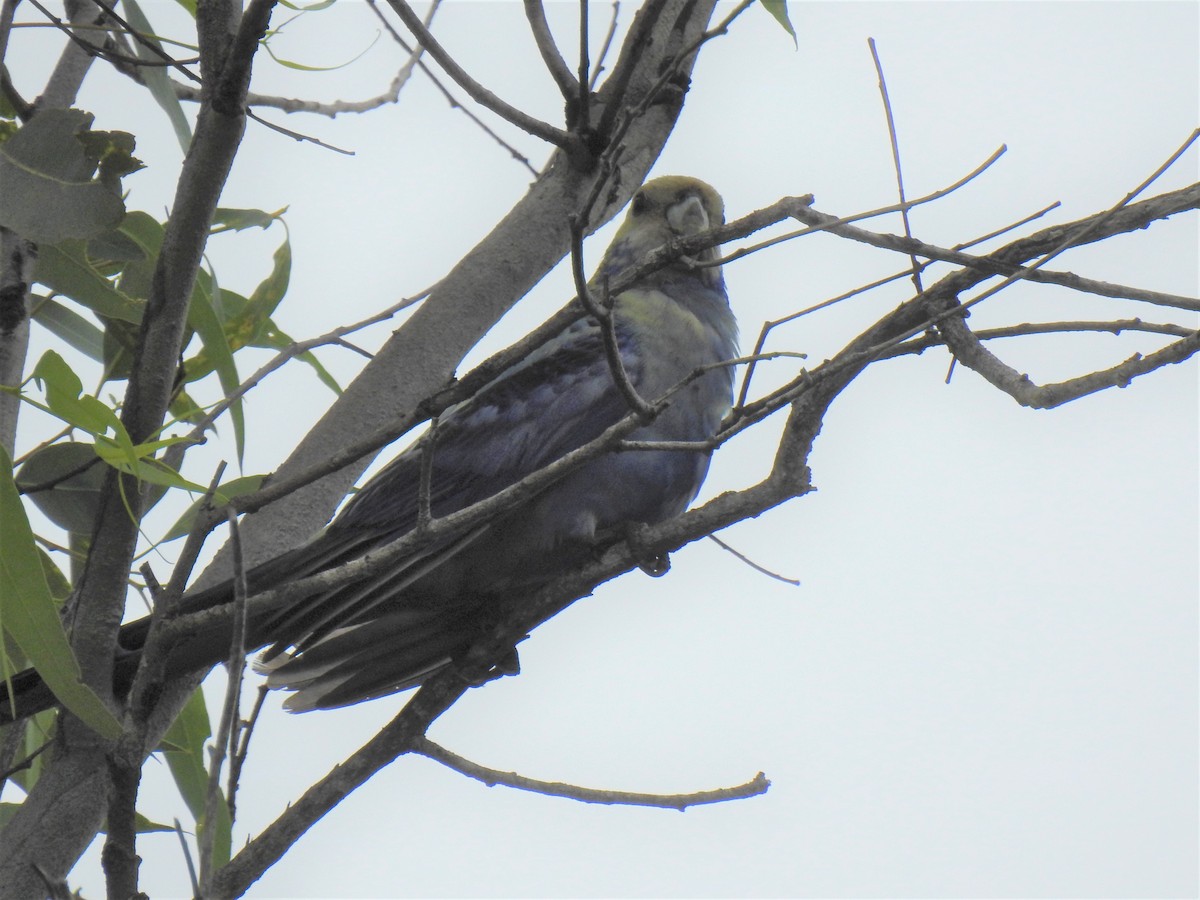 Pale-headed Rosella - Monica Mesch