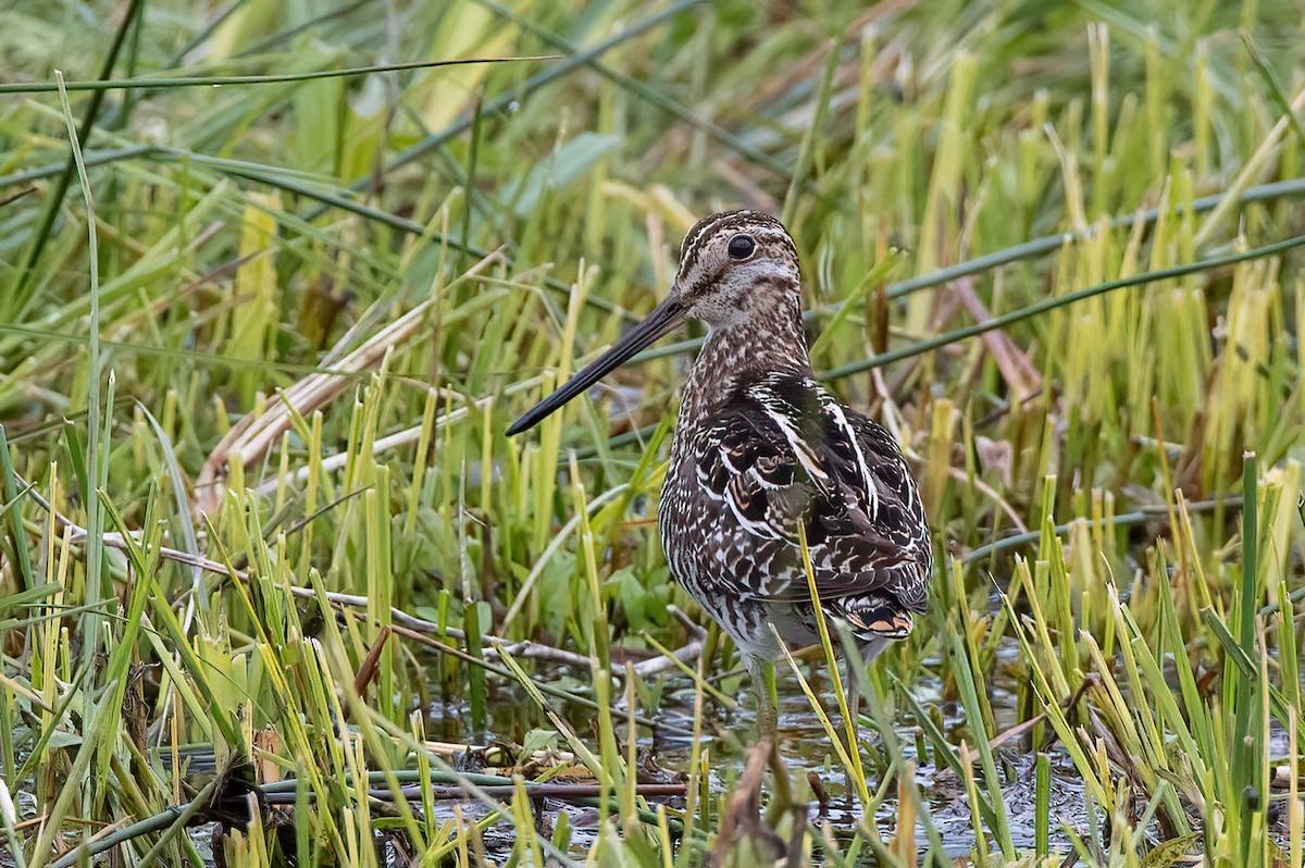 Wilson's Snipe - ML619604417