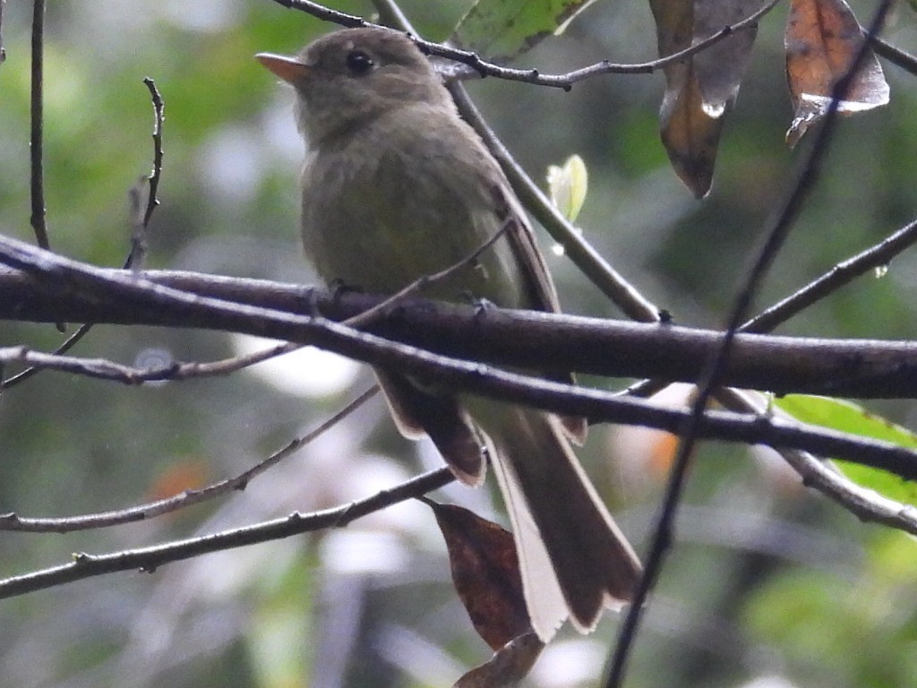 Western Flycatcher - Dave Ball