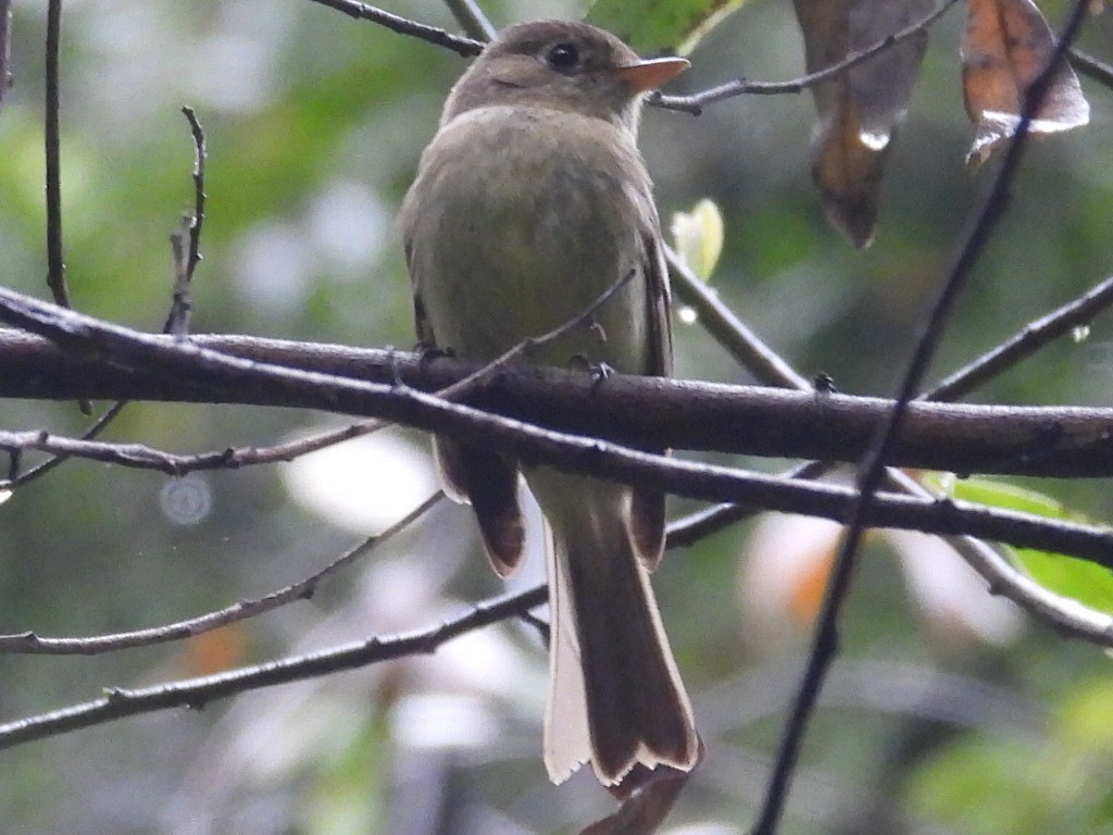 Western Flycatcher - Dave Ball