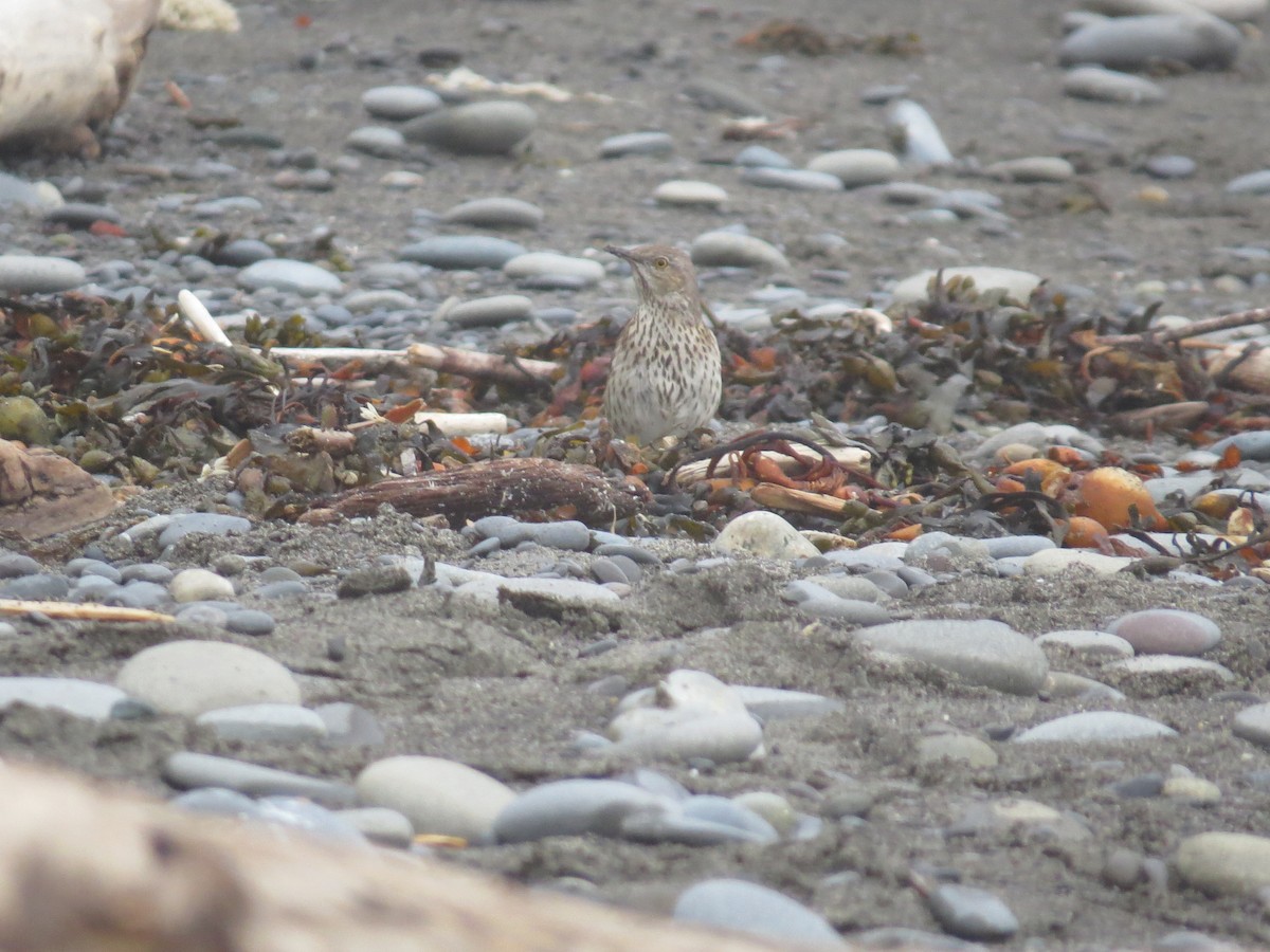 Sage Thrasher - Edward Allen