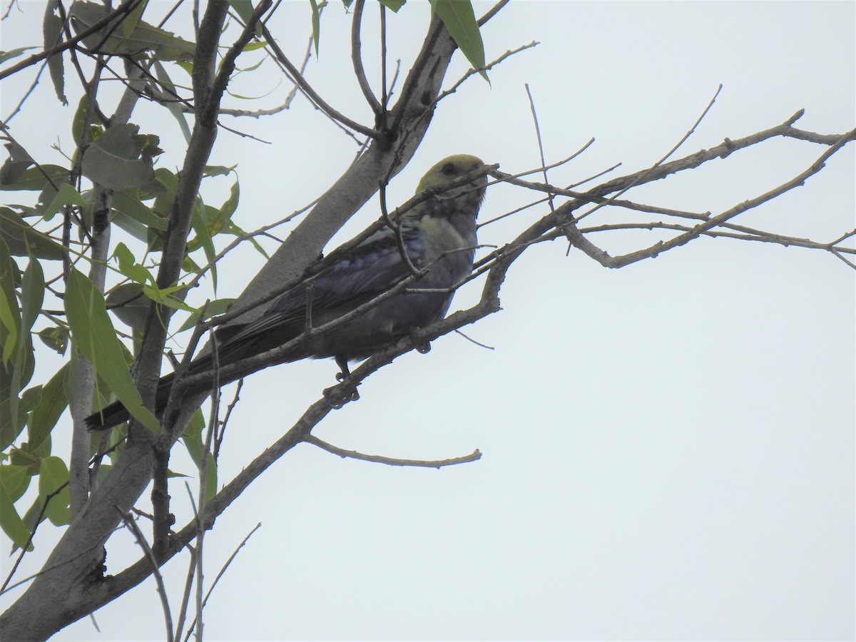 Pale-headed Rosella - Monica Mesch