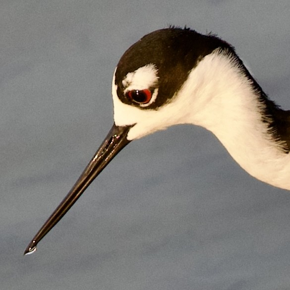 Black-necked Stilt - ML619604425