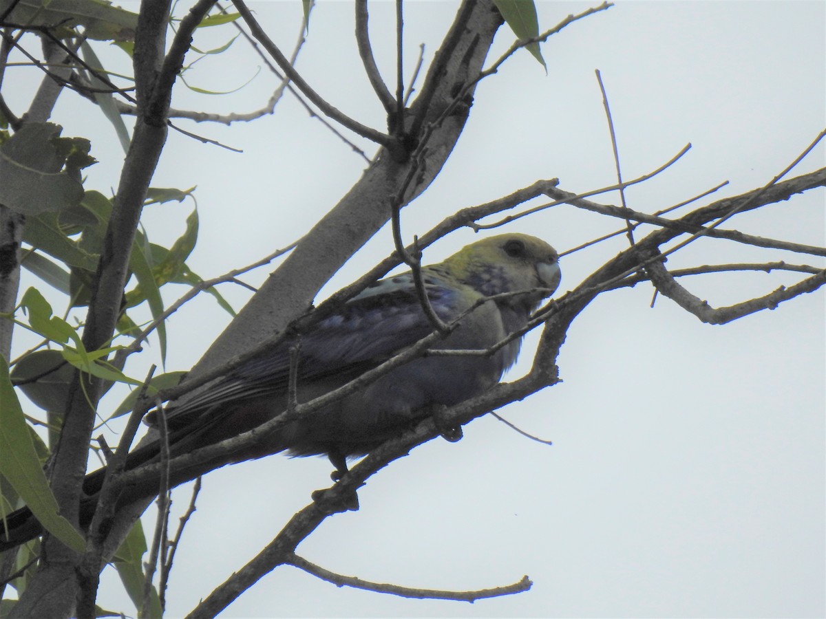 Pale-headed Rosella - Monica Mesch