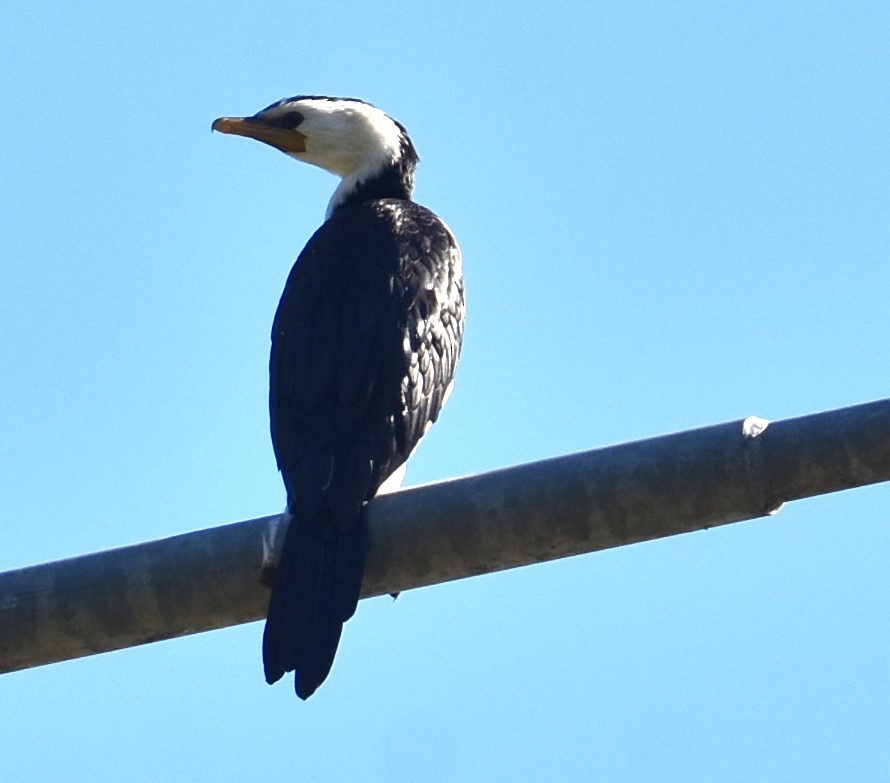 Little Pied Cormorant - Mark Tarnawski