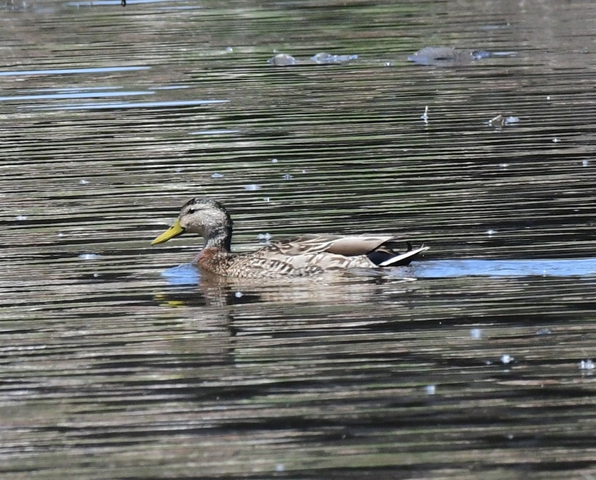 Mallard x Mexican Duck (hybrid) - ML619604434