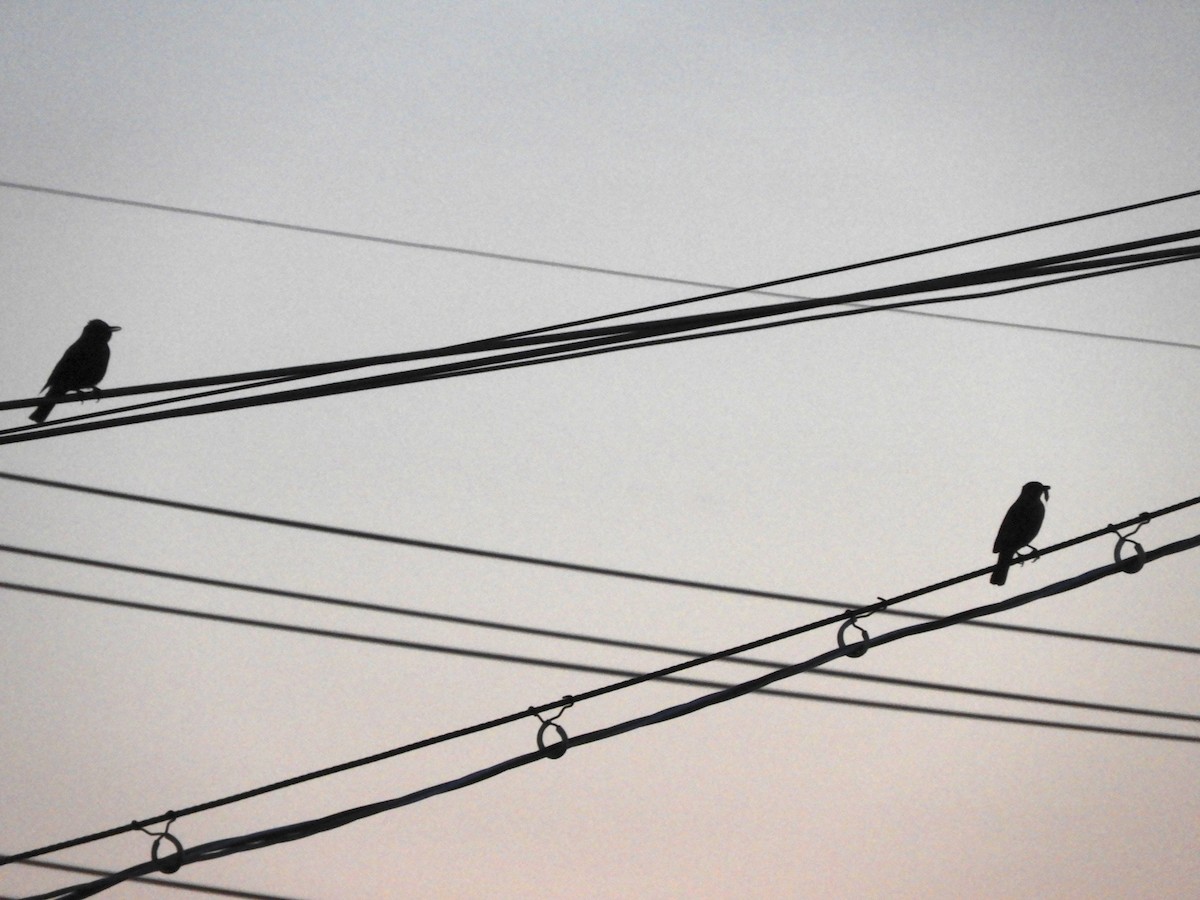 Blue Rock-Thrush - Takayuki Uchida