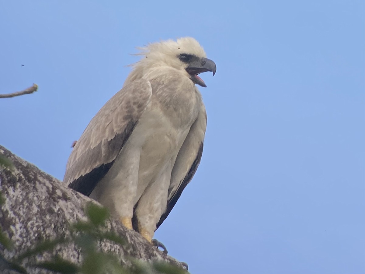 Harpy Eagle - ML619604437