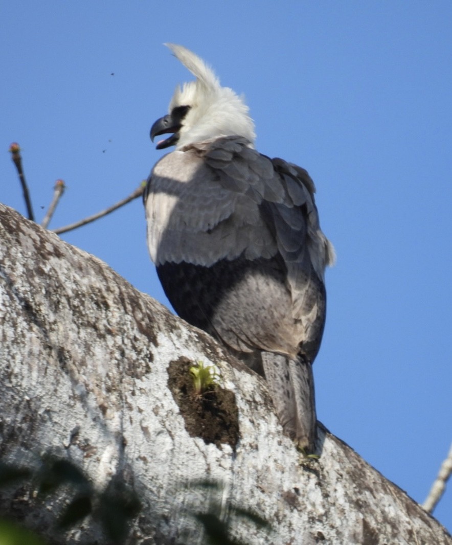 Harpy Eagle - Tiffany Erickson