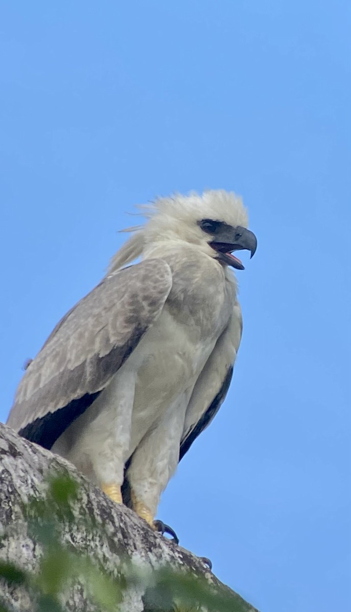 Harpy Eagle - ML619604444