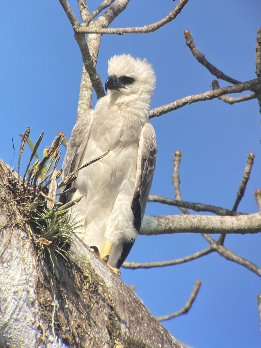 Harpy Eagle - ML619604445