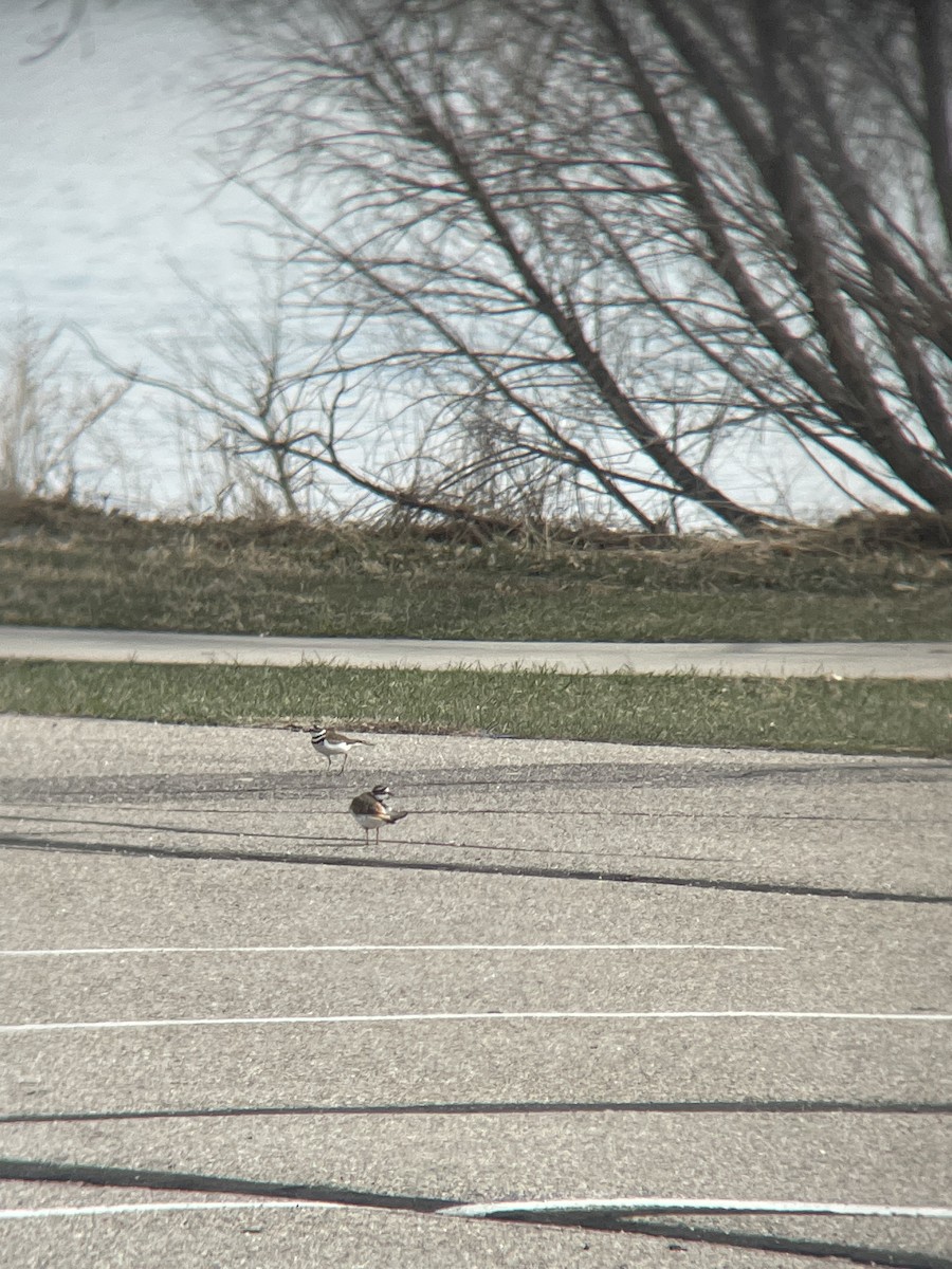 Killdeer - Henry Holden