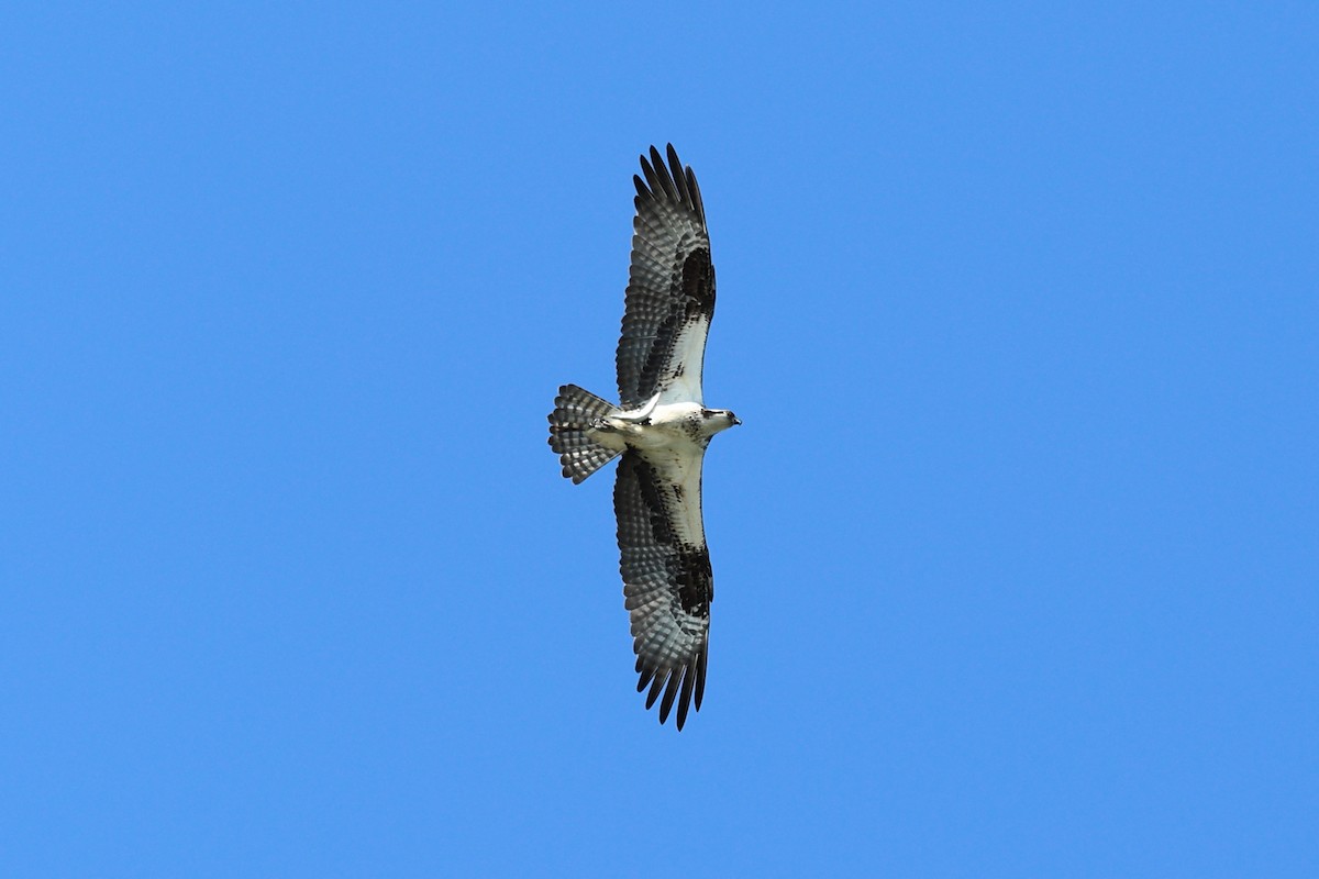 Osprey - Darcy Pinotti