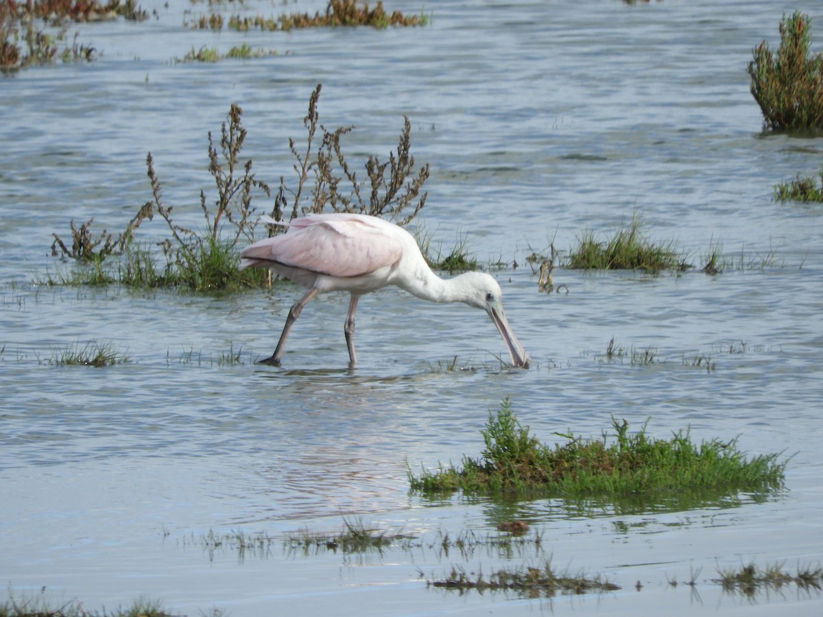 Roseate Spoonbill - inés otero