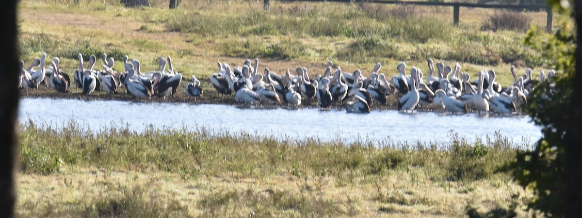 Australian Pelican - Mark Tarnawski