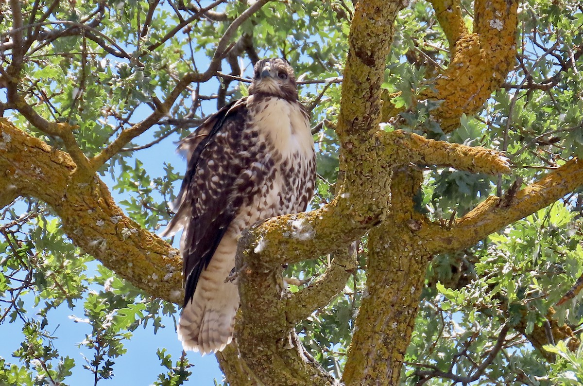 Red-tailed Hawk - Petra Clayton