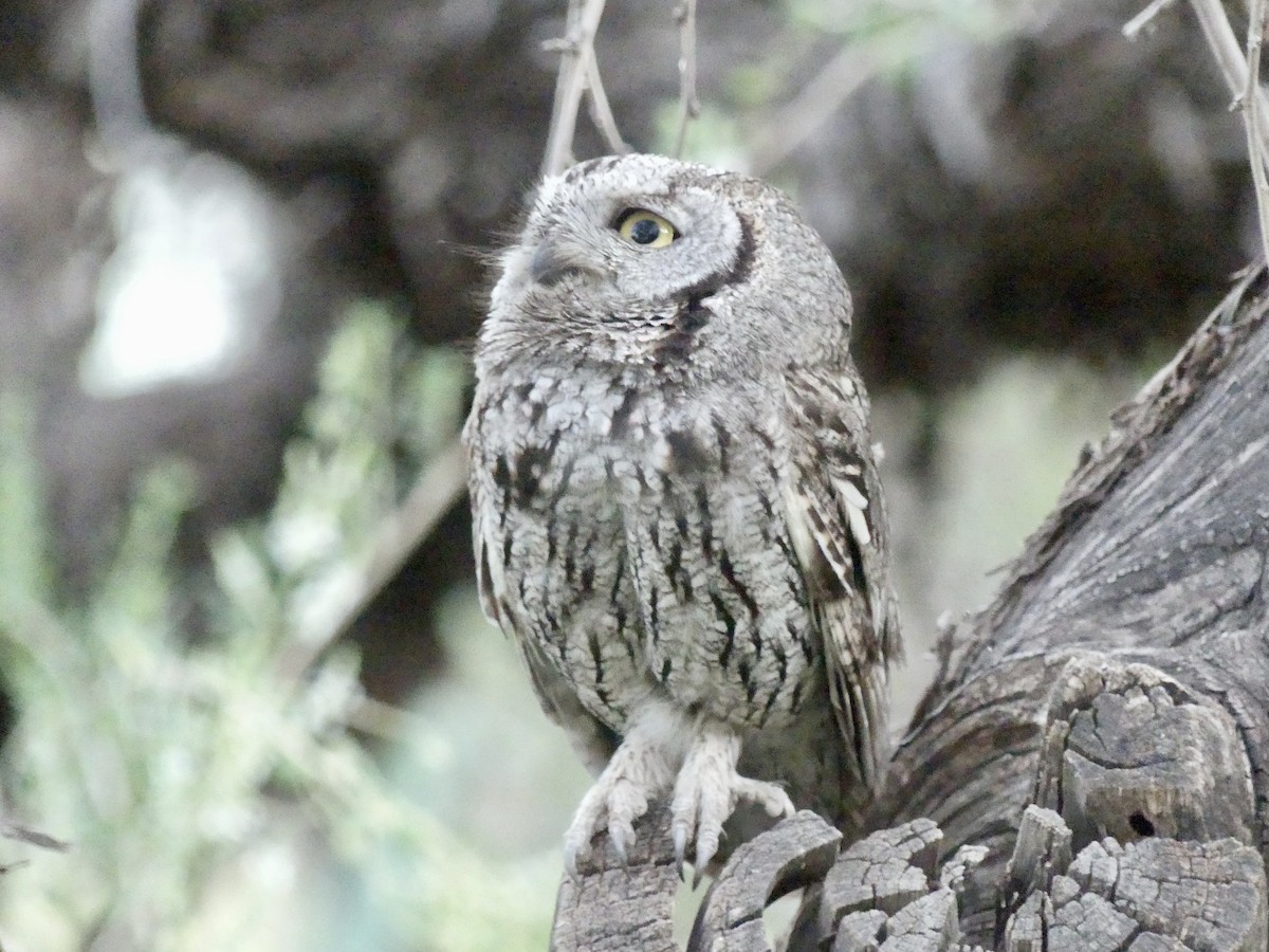 Western Screech-Owl - Dennis Wolter