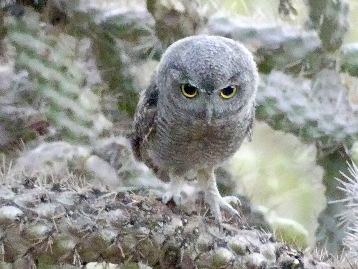 Western Screech-Owl - Dennis Wolter