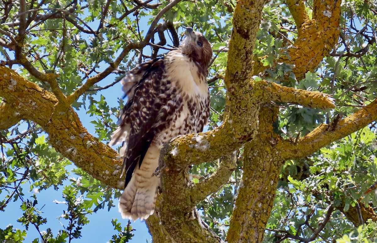 Red-tailed Hawk - Petra Clayton