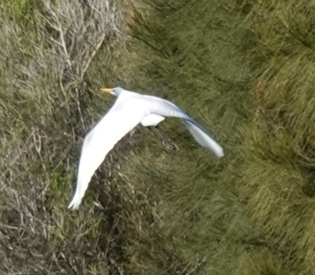 Great Egret (modesta) - Alan Coates