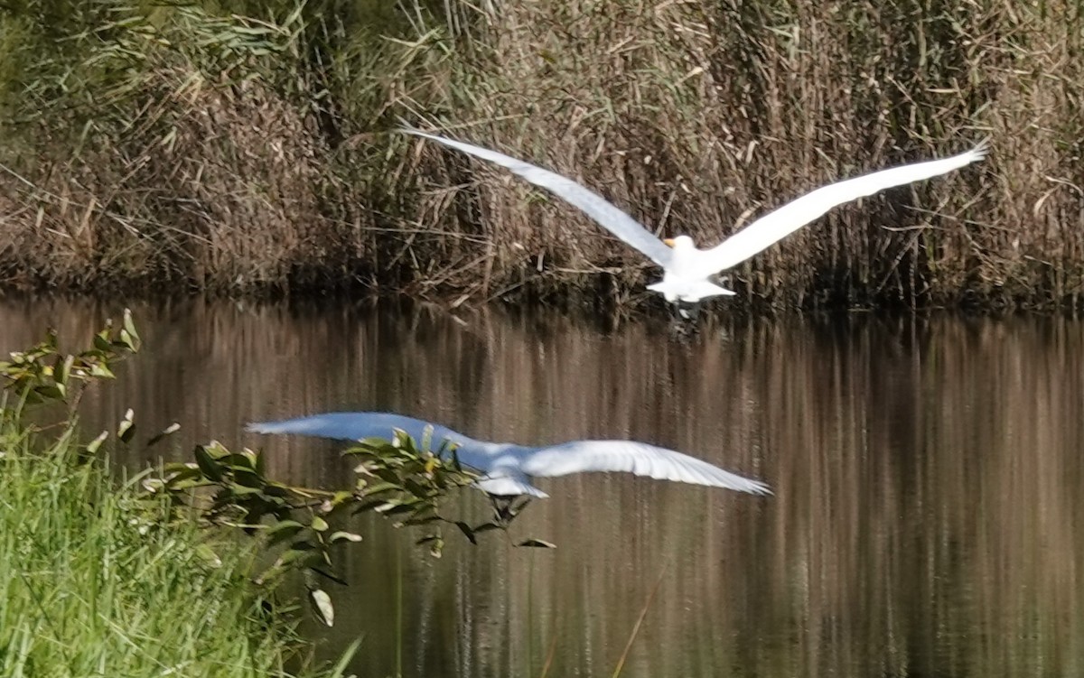 Great Egret (modesta) - Alan Coates