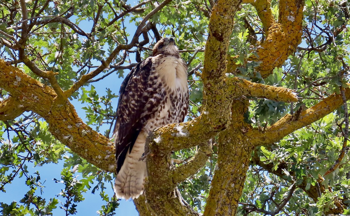 Red-tailed Hawk - Petra Clayton