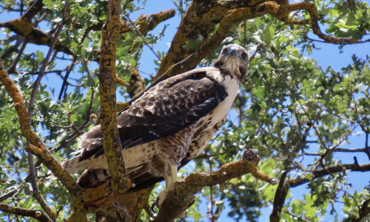 Red-tailed Hawk - Petra Clayton