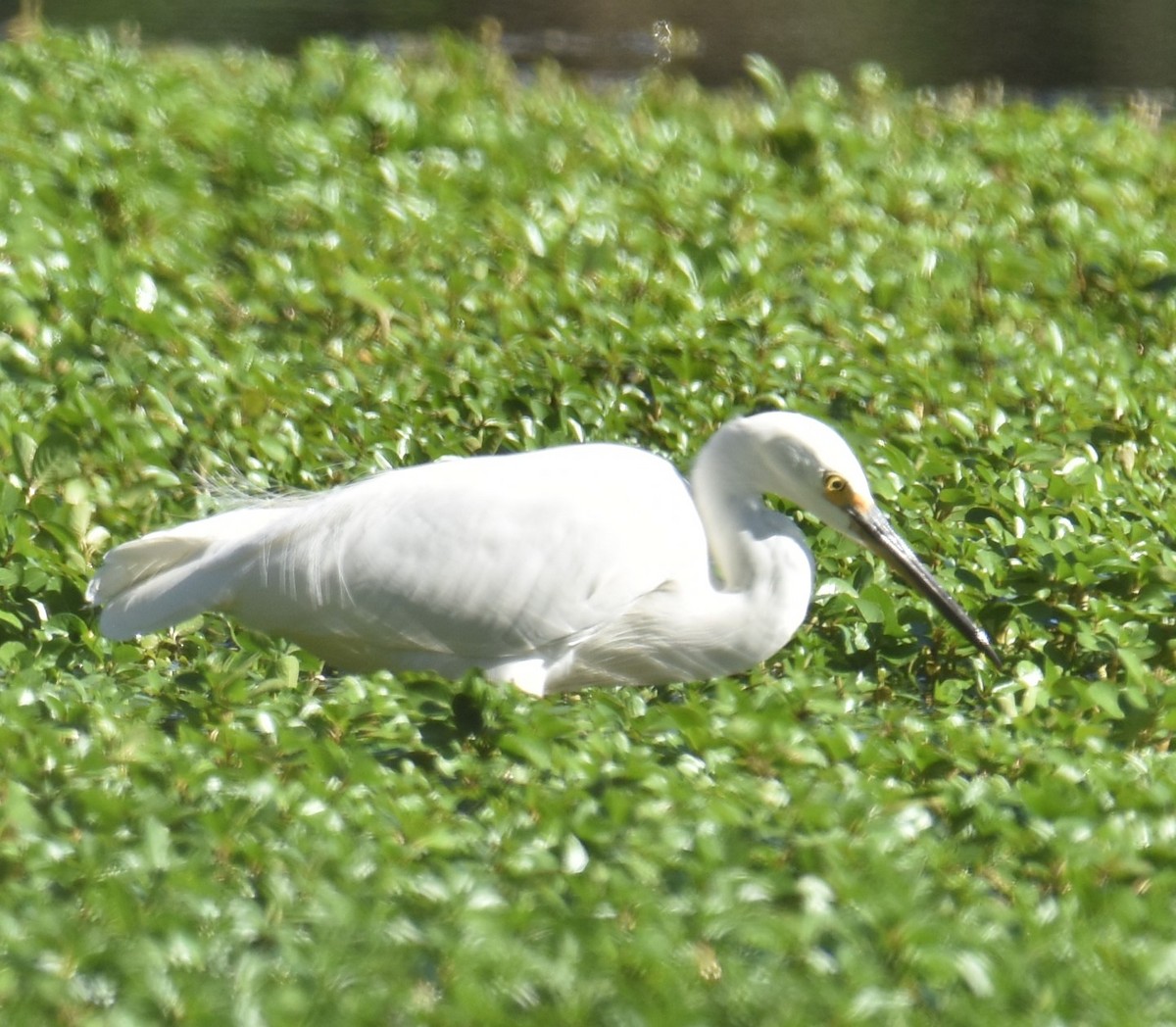 Little Egret - Mark Tarnawski