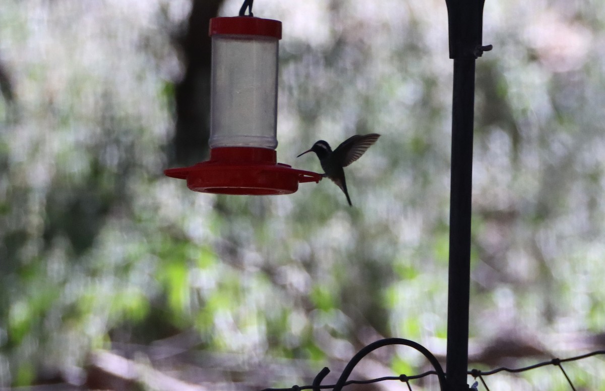 kolibřík bělouchý - ML619604496
