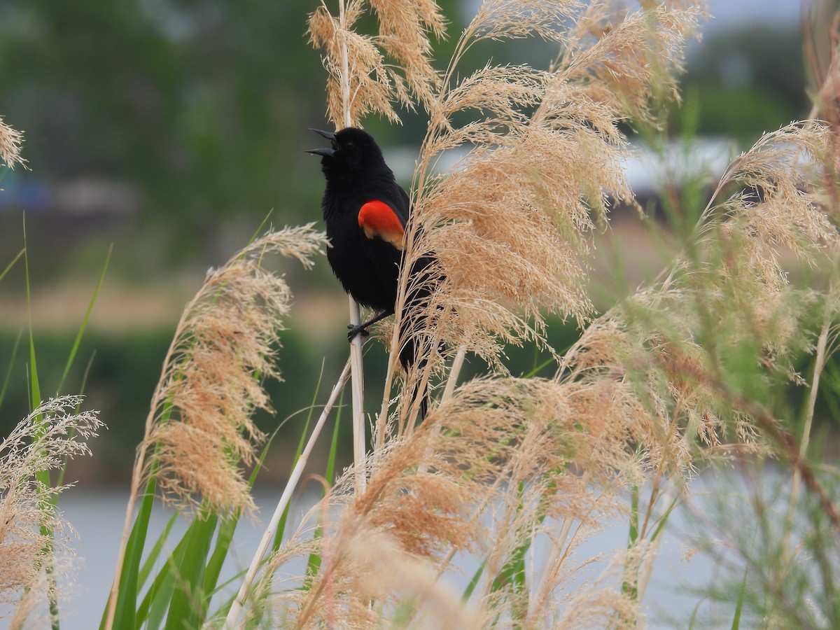 Red-winged Blackbird - Barry Stephenson