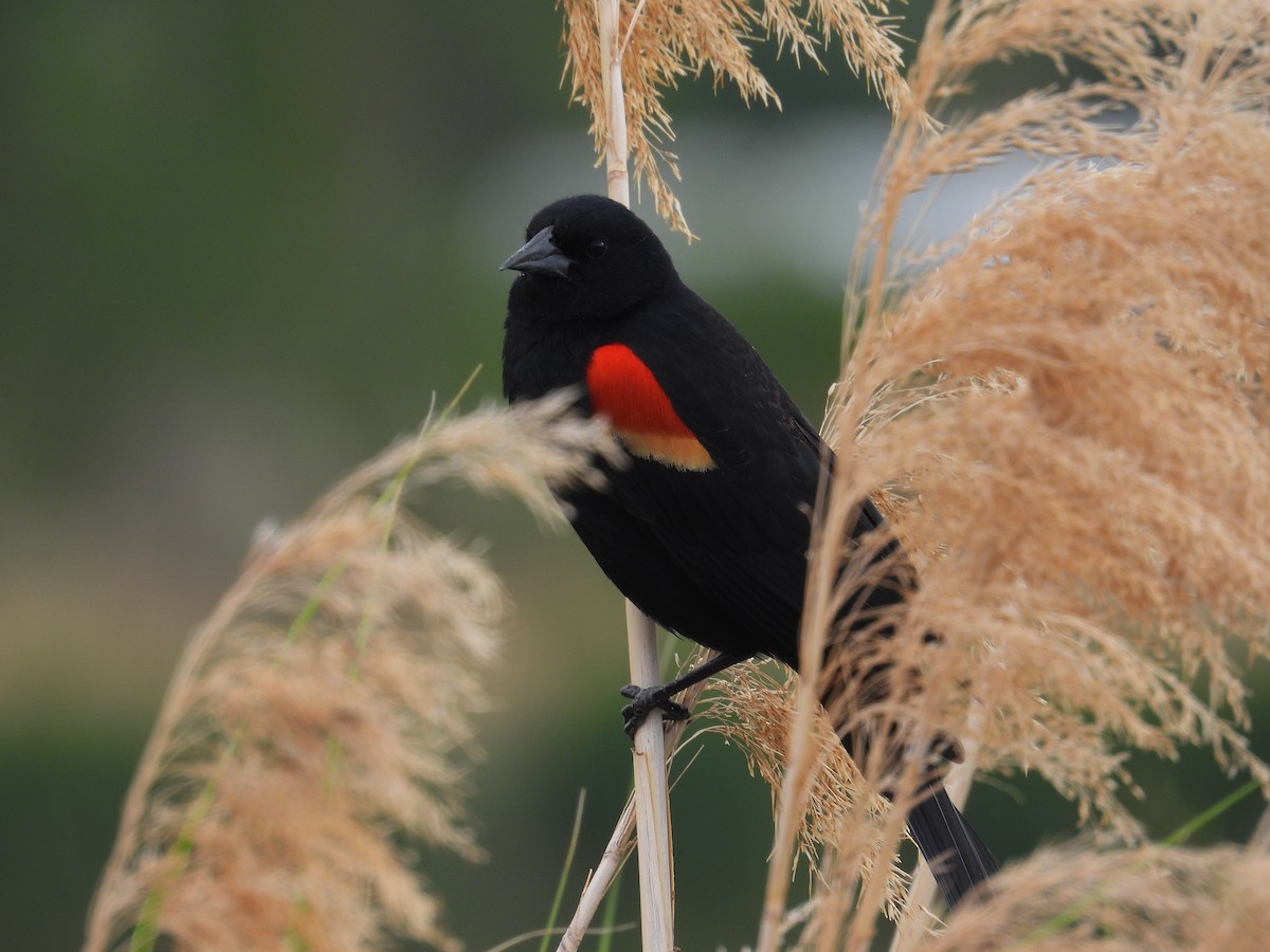 Red-winged Blackbird - Barry Stephenson