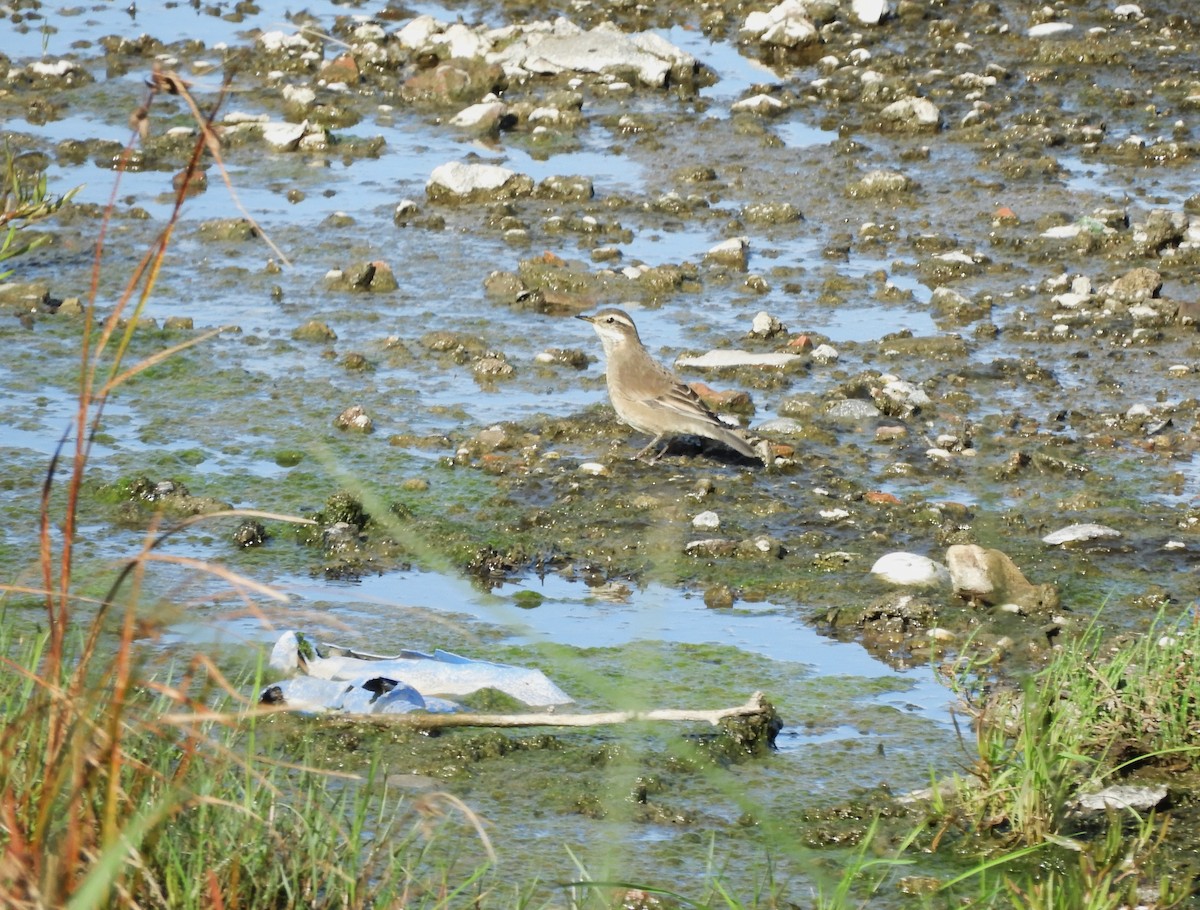 Buff-winged Cinclodes - inés otero