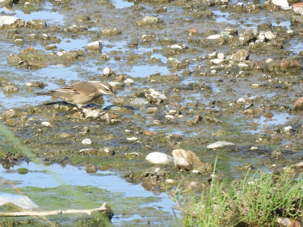 Buff-winged Cinclodes - inés otero