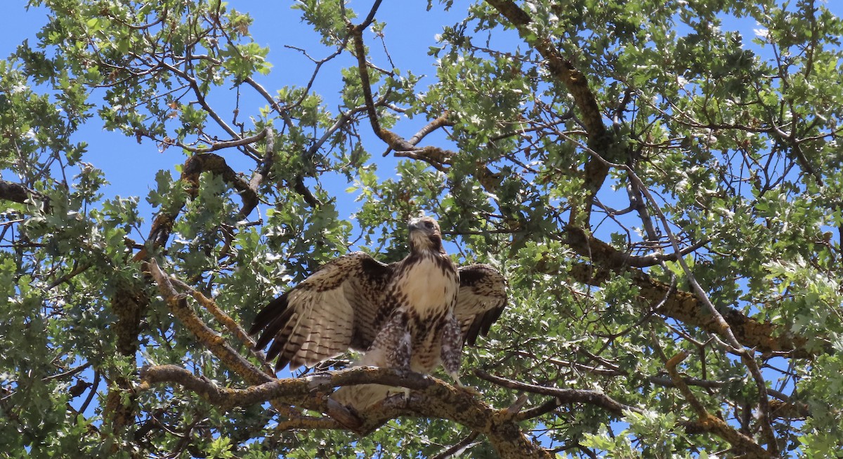 Red-tailed Hawk - Petra Clayton