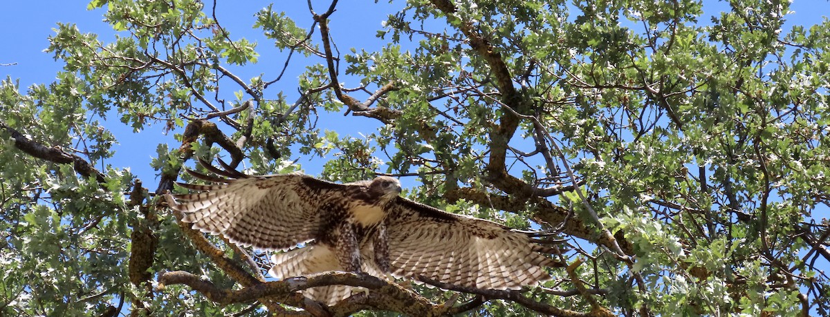 Red-tailed Hawk - Petra Clayton