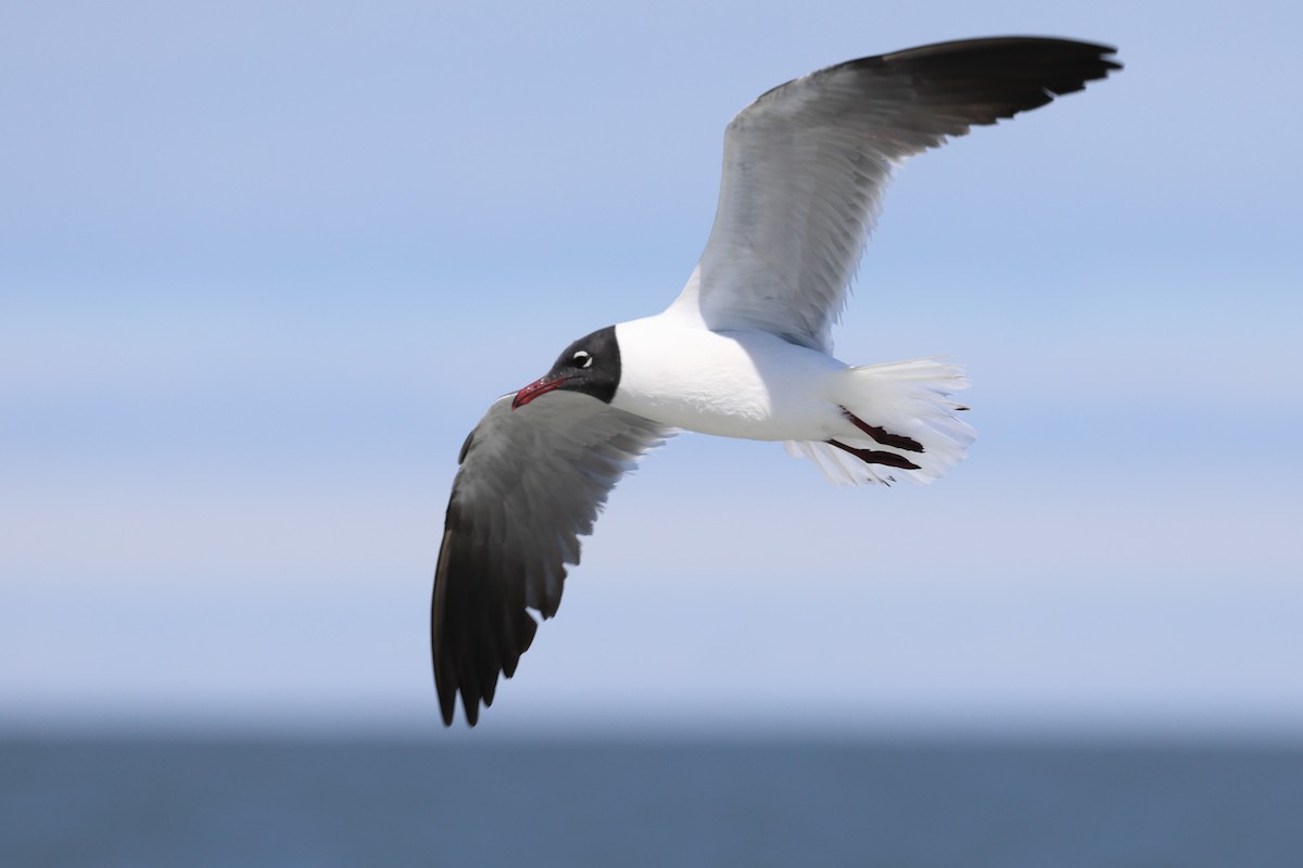 Laughing Gull - ML619604508