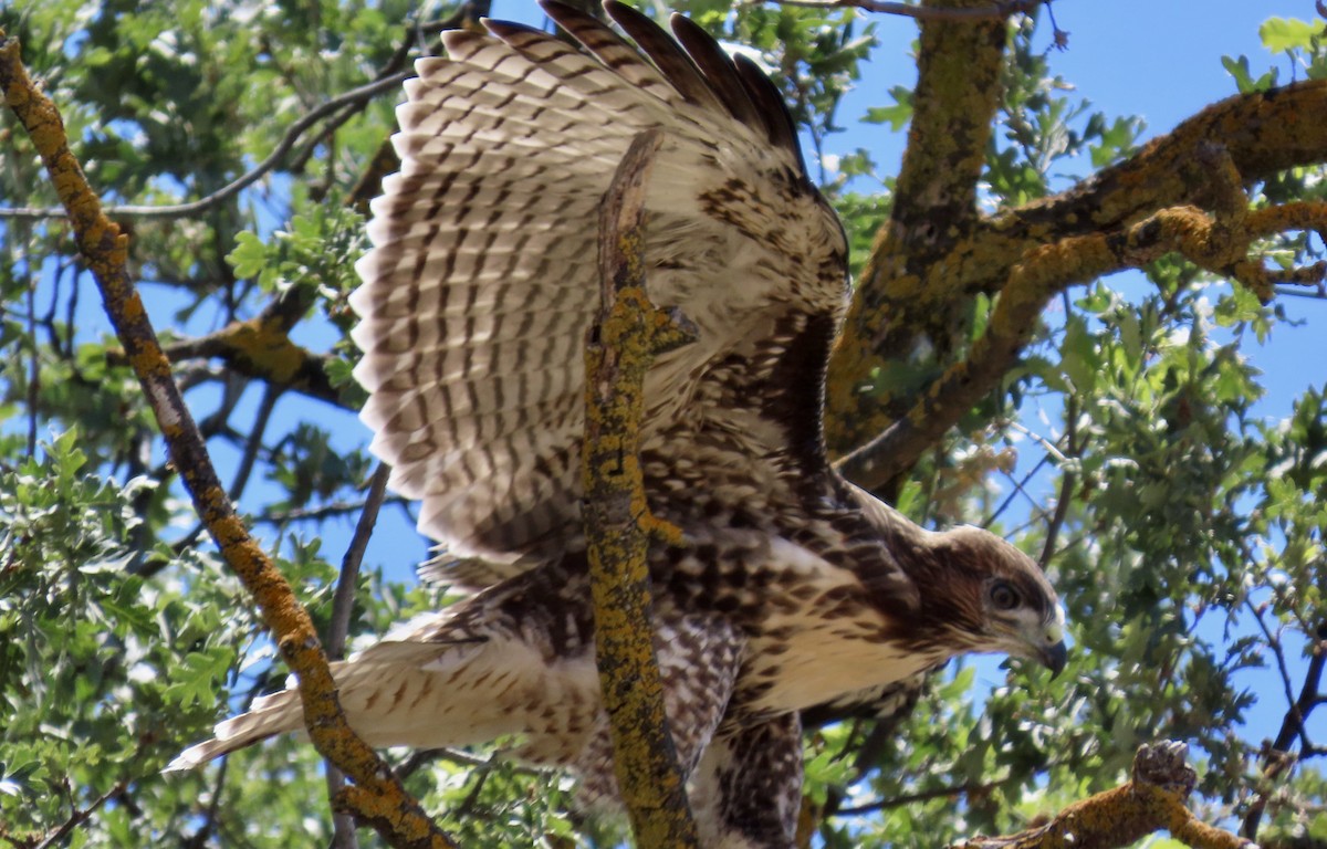 Red-tailed Hawk - Petra Clayton