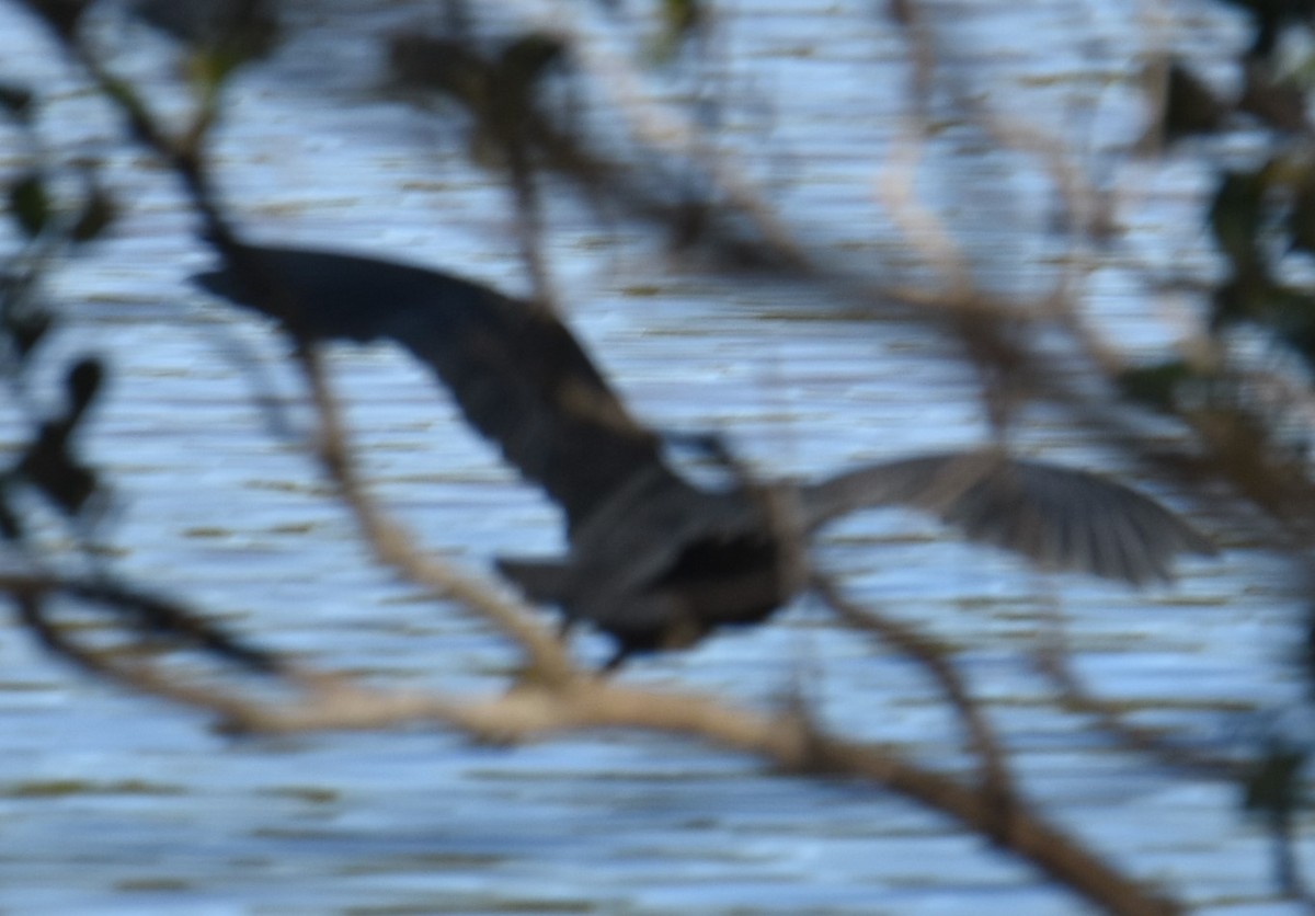 Striated Heron - Mark Tarnawski