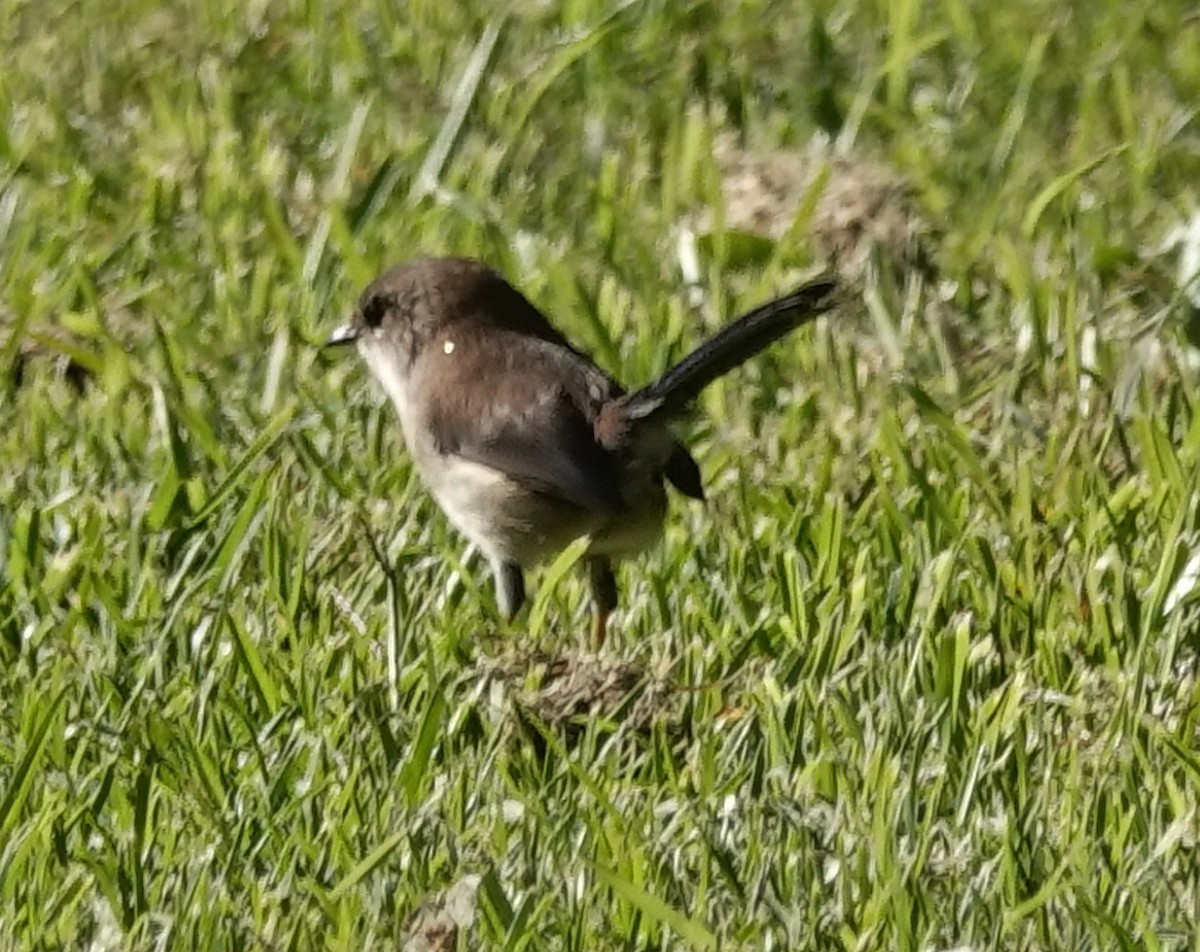 Superb Fairywren - ML619604521