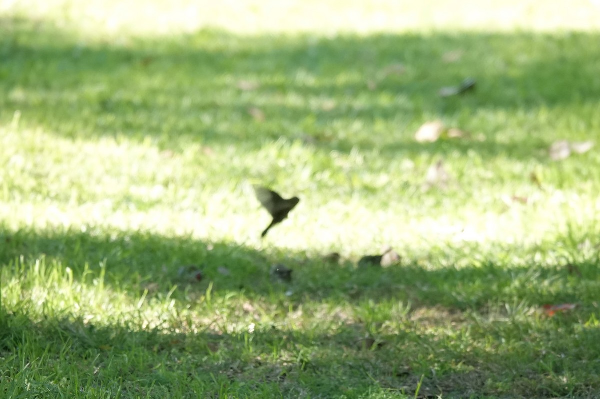 Superb Fairywren - ML619604524