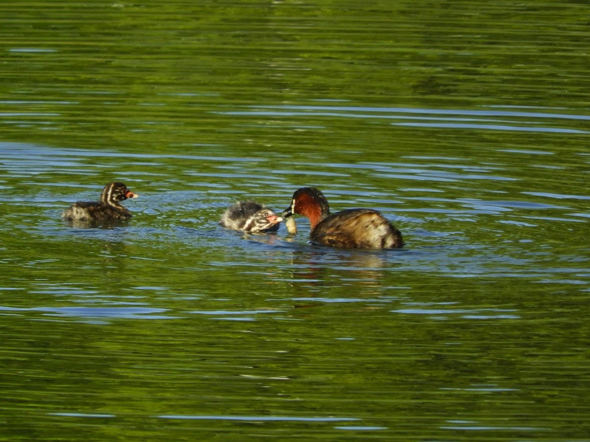 Little Grebe - ML619604530