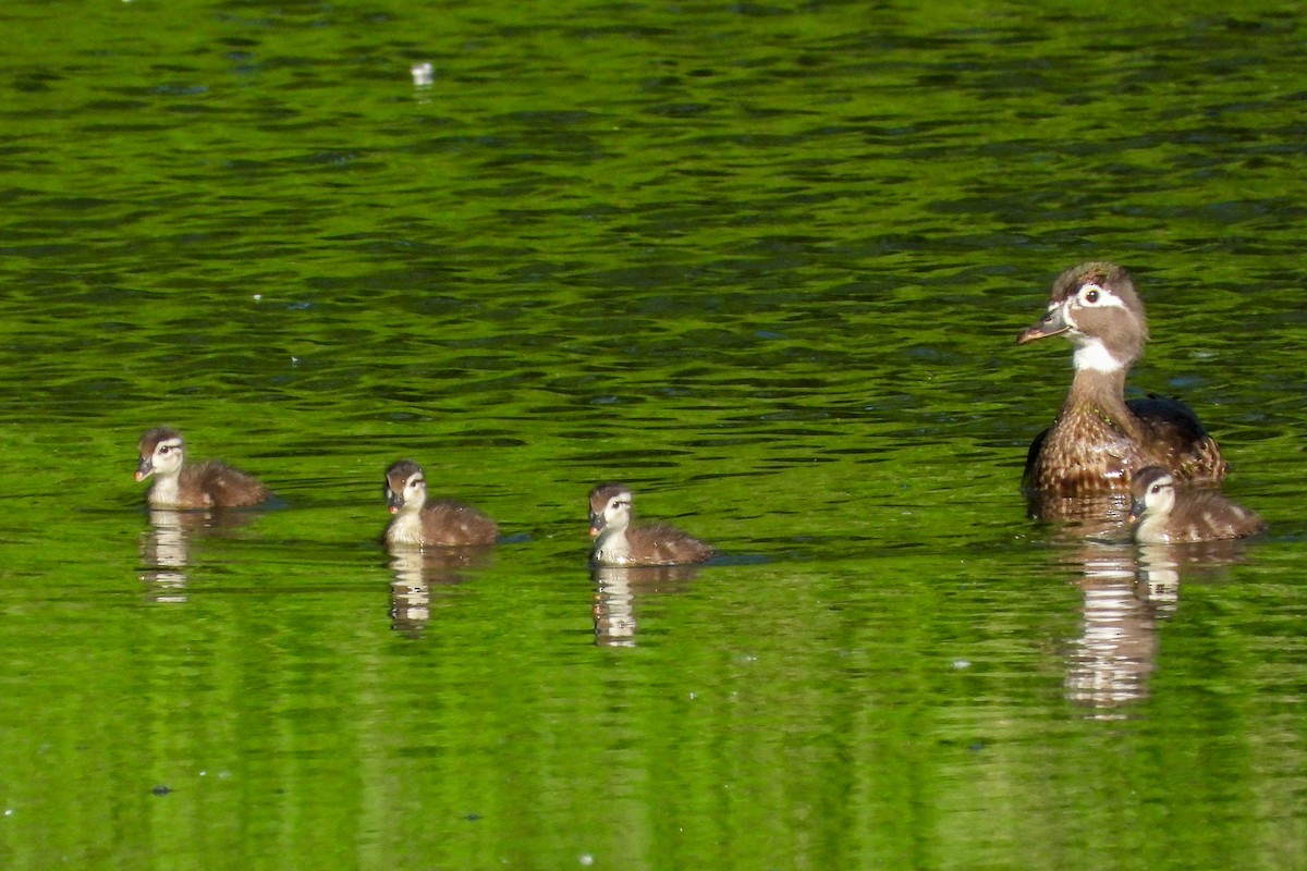 Wood Duck - Ellen Star