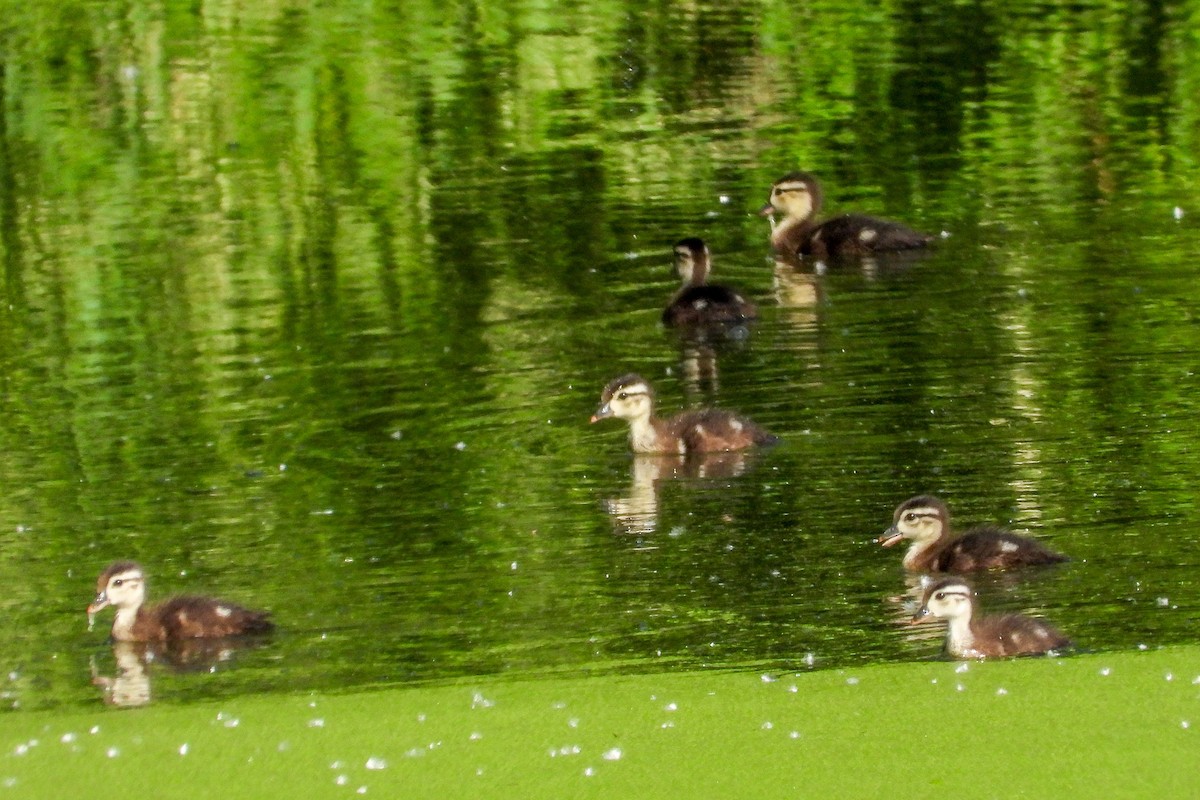 Wood Duck - Ellen Star