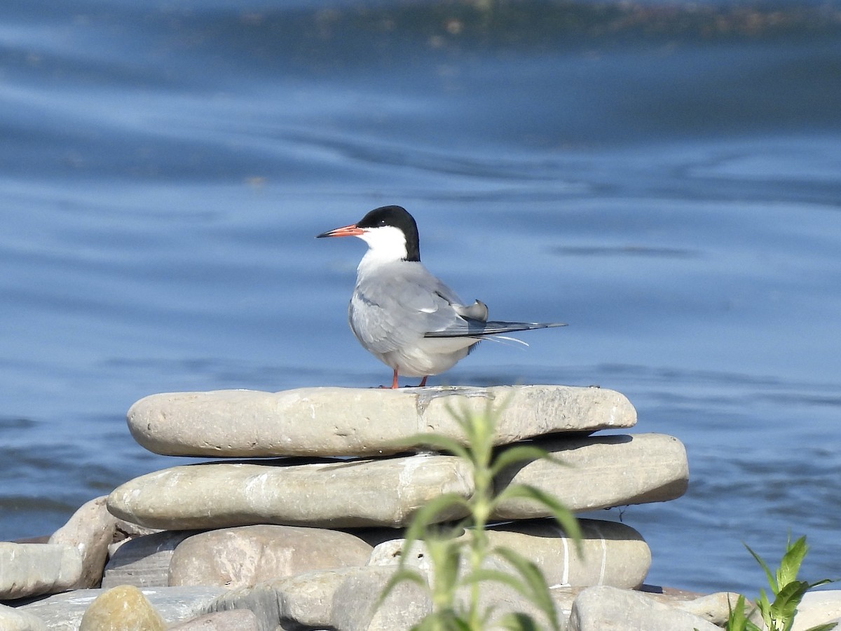 Common Tern - Anita M Granger